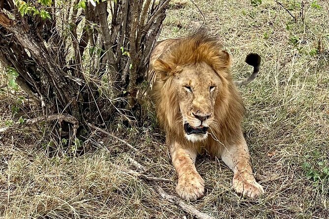 3-Day Masai Mara Jeep Safari - Practical Considerations: Vehicle Condition, Weather, and Expectations