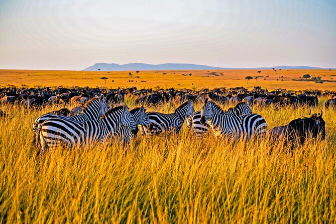 3-Day Masai Mara Jeep Safari - Day 1 Check-In at the Tented Camp, Then Your First Game Drive