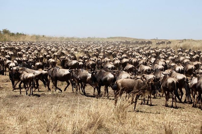 3-Day Masai Mara Luxury Safari - Day 1: Great Rift Valley Drive, Lunch in the Reserve, First Big-Game Search