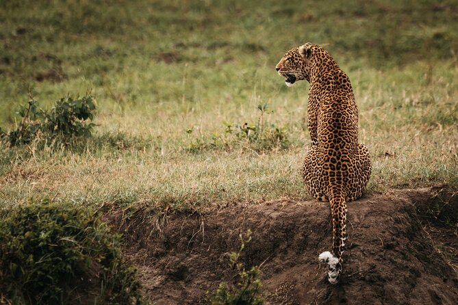3-Day Masai Mara Luxury Safari - Day 2 Full Day Game Drives, Orange Sunsets, and Big-Five Hunting Mode
