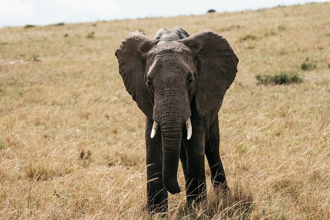 3-Day Masai Mara Luxury Safari - Guides and Timing: How Sightings Actually Happen
