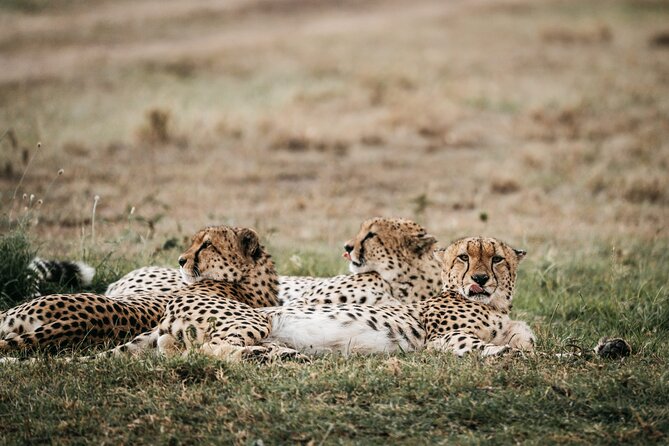 3-Day Masai Mara Luxury Safari - Meals, Fees, and Water: The Value You Don’t Have to Chase