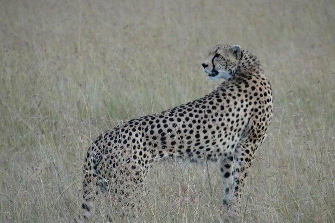 3 Day Masai Mara Safari - The Value Breakdown: What Your $929 Includes (and What It Leaves Out)
