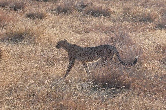 3 Day Masai Mara Safari - What Makes the 4x4 Safari Feel Better in Real Life