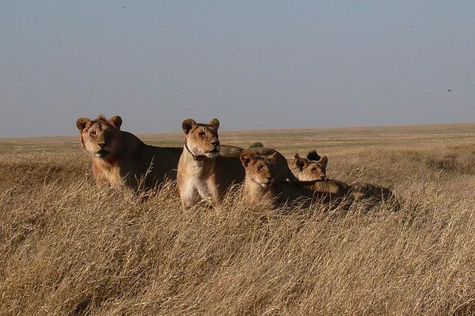 3 Day Masai Mara Safari - What to Pack for a Comfortable Mara Safari (Without Overthinking)