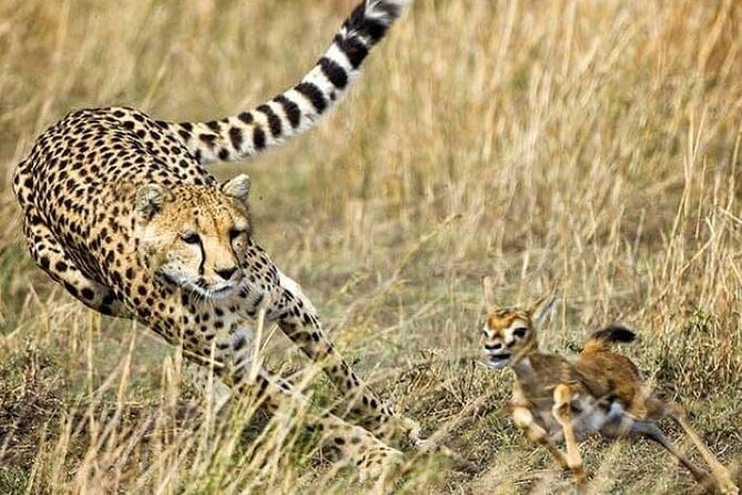 3-Day Masai Mara Safari Tour - Key Highlights You’ll Care About