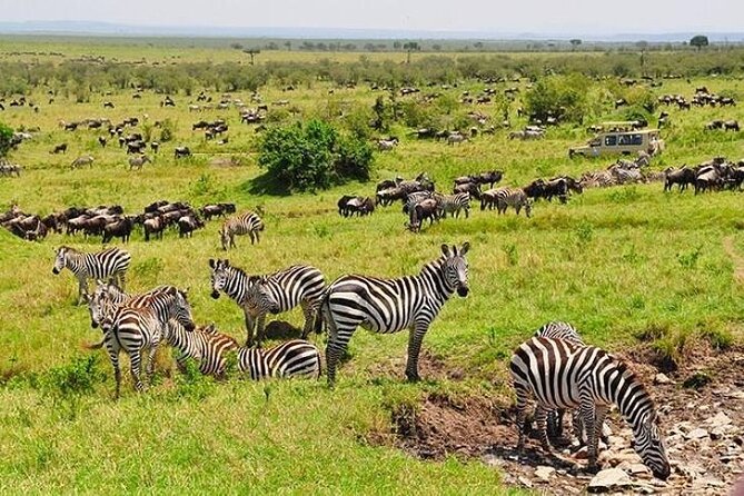 3-Day Masai Mara Safari Tour - Guide Quality and Small-Group Size, Why It Actually Matters