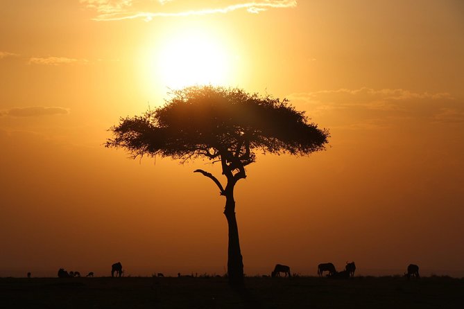 3-day Masai Mara Safari Tour to see the big five and wildebeest migration - Nairobi-to-Masai Mara: a fast route to real safari time