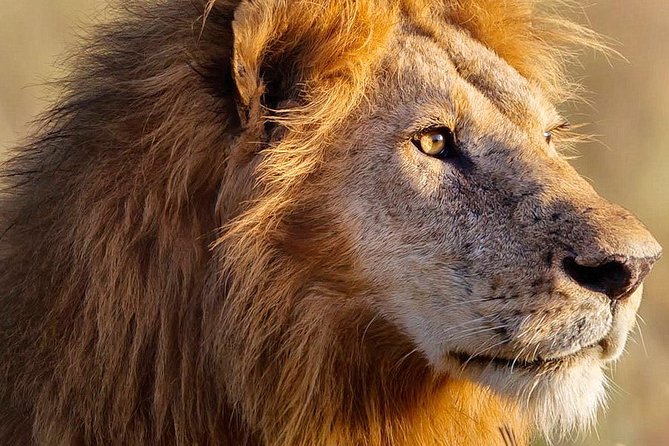 3-day Masai Mara Safari Tour to see the big five and wildebeest migration - Day 3: early morning cat-spotting drive, then back to Nairobi