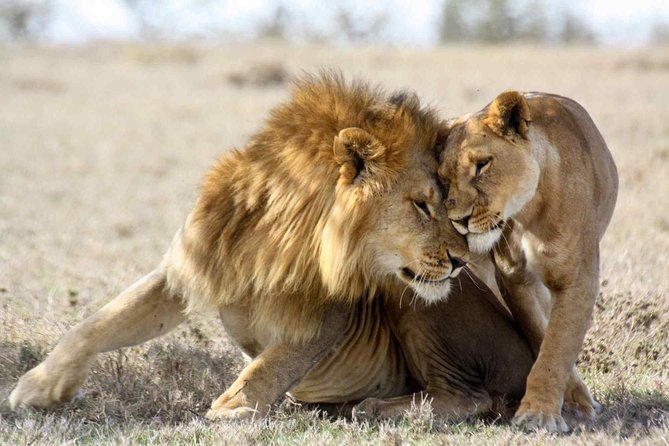 3-day Masai Mara Safari Tour to see the big five and wildebeest migration - Staying in a budget en-suite camp inside the reserve