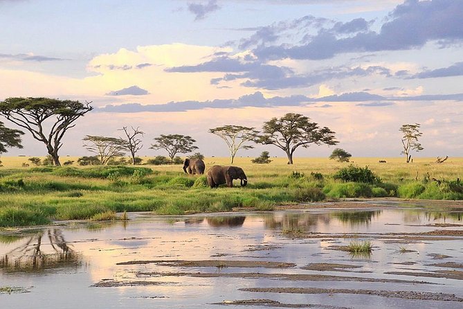 3-day Masai Mara Safari Tour to see the big five and wildebeest migration - What is actually included, and what you should plan for