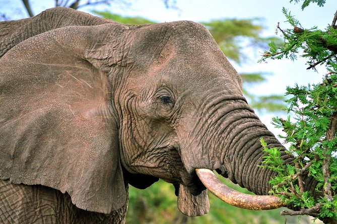3-day Masai Mara Safari Tour to see the big five and wildebeest migration - Who this tour fits best, and who should think twice