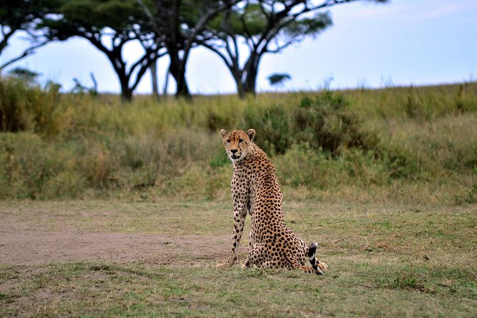 3-day Masai Mara Safari Tour to see the big five and wildebeest migration - Small-group days that feel less like a bus tour