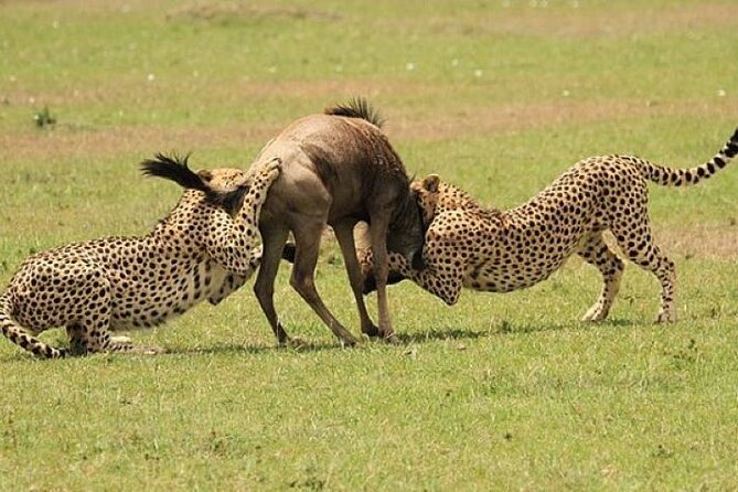 3-Day Masai Mara Safari Tour - First Day Route: Limuru View Point, Escarpment Scenery, and Into Maasai Mara Country