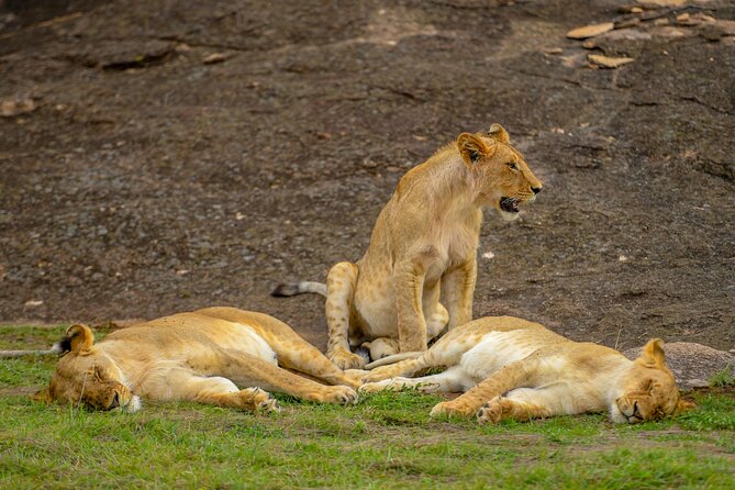 3-Day Masai Mara Wildebeest Migration 2025 - Getting From Nairobi to the Reserve, and Why Lunch Timing Matters