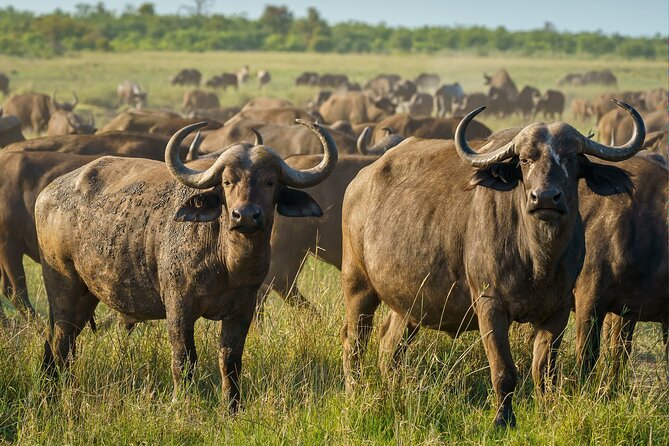 3-Day Masai Mara Wildebeest Migration 2025 - A Long Mara Day With Sunrise Options and Champagne Breakfast