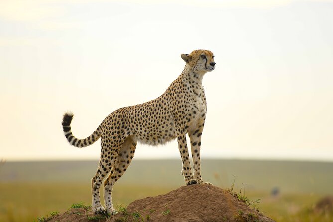 3-Day Masai Mara Wildebeest Migration 2025 - Picnic Lunch and the Right Pace for Wildlife Watching