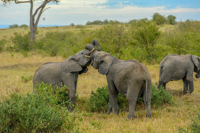 3-Day Masai Mara Wildebeest Migration 2025 - Comfort, Food, and Small Logistics That Improve the Day