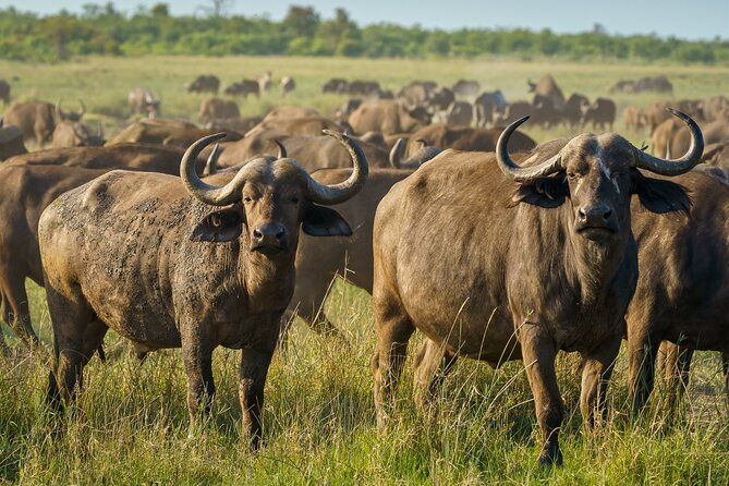 3-Day Masai Mara Wildebeest Migration 2025 - The Afternoon Game Drive: Lions, Cheetahs, Hyenas, and Migration Plains