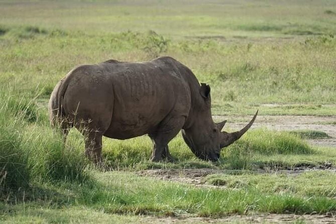 3 Day Private 4x4 Jeep Tour in Masai Mara Safari - Day 2 at Mara River: Hippo Pool Lunch and Longer Drives