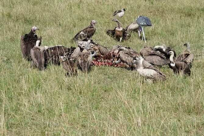 3 Day Private 4x4 Jeep Tour in Masai Mara Safari - Big Five, Cheetahs, Lions, and the Great Migration Season