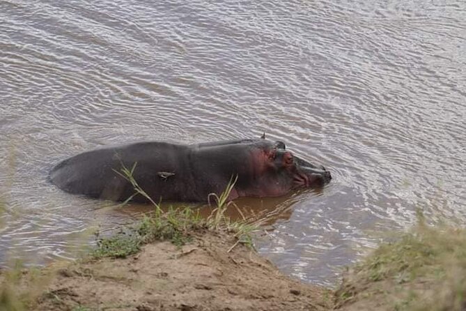 3 Day Private 4x4 Jeep Tour in Masai Mara Safari - Value at $840 Per Person: What You Get for the Price