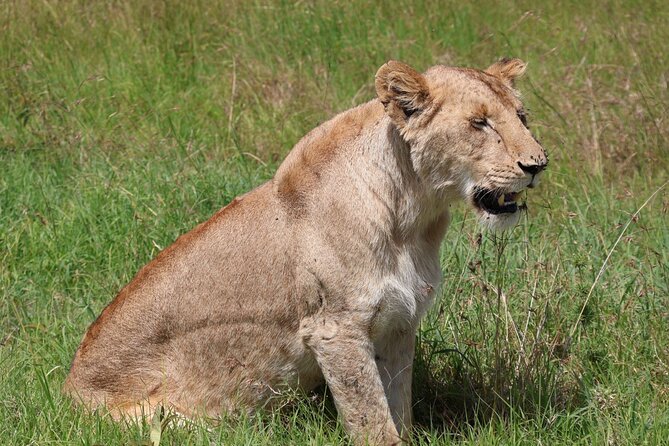 3 Day Private Tour in Maasai Mara with Lodge Luxury with Jeep - Jambo Mara Lodge Luxury Makes a 3-Day Safari Feel Worth It