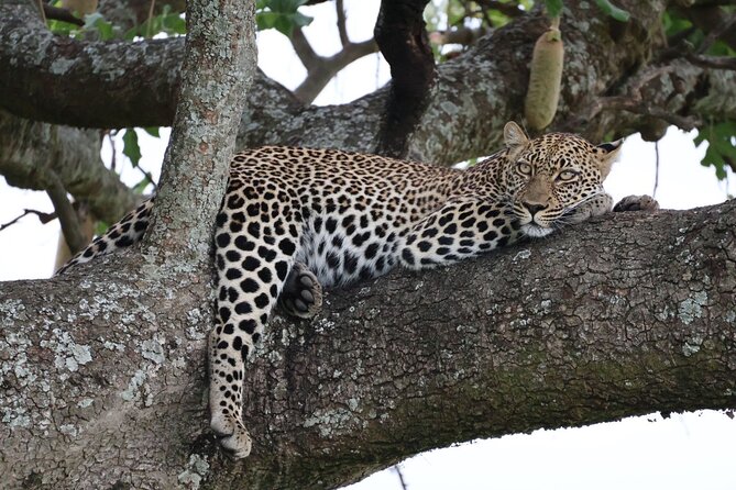3 Day Private Tour in Maasai Mara with Lodge Luxury with Jeep - Game Drives That Prioritize Chances, Not Just Mileage (Day 1 and Day 2)