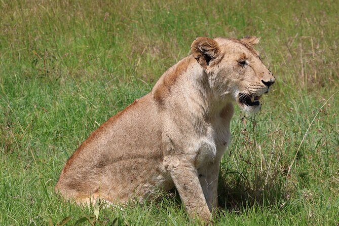 3 Day Private Tour in Maasai Mara with Lodge Luxury with Jeep - Jeep Comfort and the Pop-Up Roof Advantage on Safari Roads