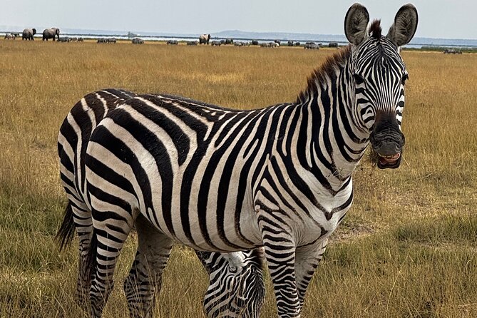 3 Day Private Tour in Maasai Mara with Lodge Luxury with Jeep - Price and Value: What $1,100 Buys You in the Real World