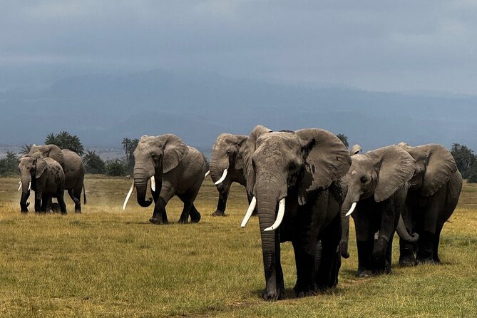 3 Day Private Tour in Maasai Mara with Lodge Luxury with Jeep - When to Go and How Weather Can Change the Safari
