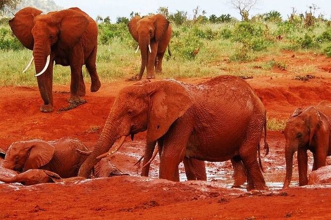 3-Day Private Tour in Tsavo East and Tsavo West - Key things to know before you go