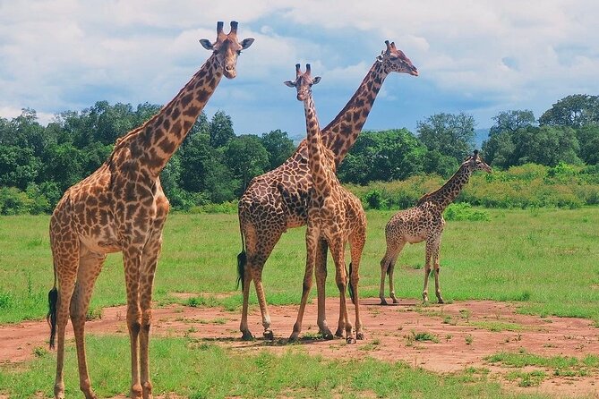 3-Day Private Tour in Tsavo West National Parks - Key things that make this safari work