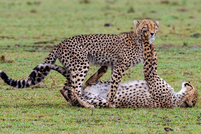 3-Day Private Tour in Tsavo West National Parks - Morning pickup and private 4x4 Land Cruiser rhythm