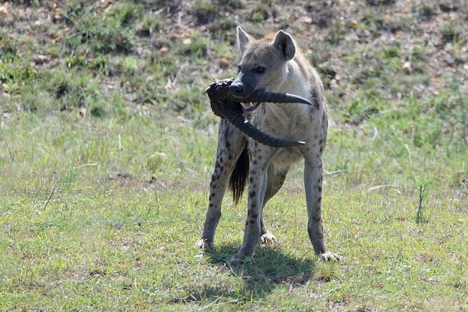 3-Day Private Tour in Tsavo West National Parks - Day 3 in Tsavo West, early drives for bushbaby, hartebeest, and monkeys