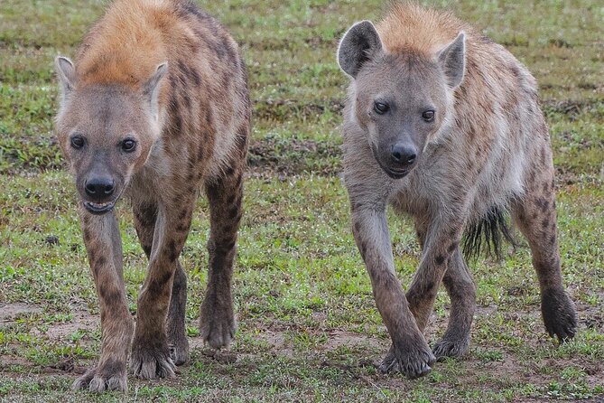 3-Day Private Tour in Tsavo West National Parks - Day 1 in Tsavo East, red dust elephants and waterhole time