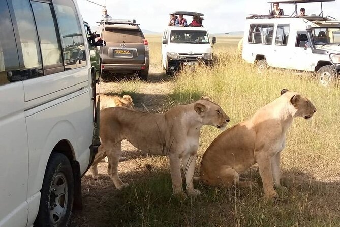 3 Day Private Wild Safari Tour in Maasai Mara - Day 2: The early hunt, predators in motion, and a culture moment