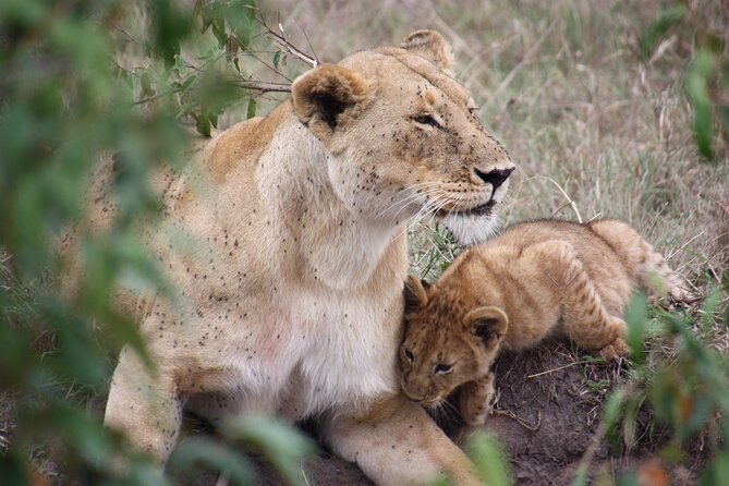 3-Day Safari Tour in two National Parks - Key Highlights You Should Know