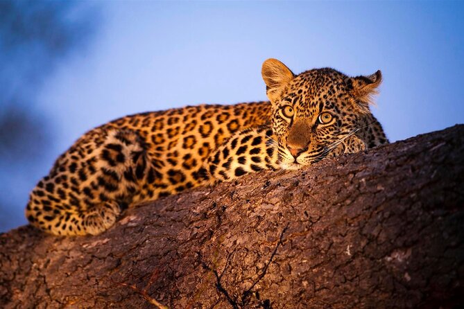 3-Day Safari Tour in two National Parks - From Diani to Tsavo East, Fast and Feasible