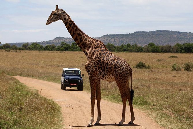 3-Day Sweetwaters: Ol Pejeta Conservancy Safari from Nairobi - Ol Pejeta and Sweetwaters, Why This Safari Works in 3 Days