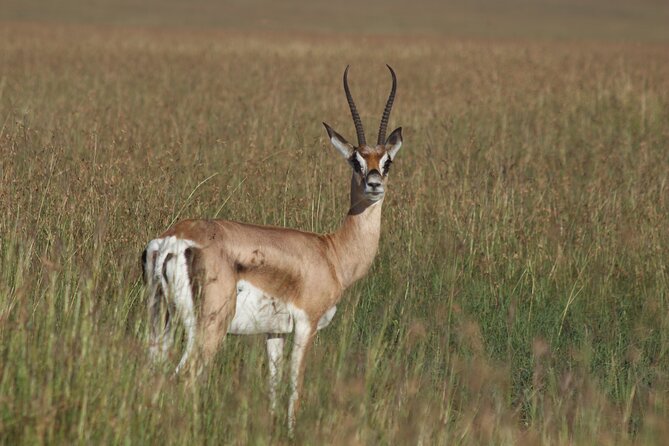 3-Day Sweetwaters: Ol Pejeta Conservancy Safari from Nairobi - Two Full Game Drives on Ol Pejeta, What to Expect