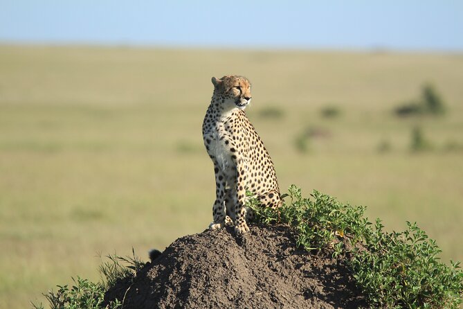 3-Day Sweetwaters: Ol Pejeta Conservancy Safari from Nairobi - Guide and Driver Quality: Why It Can Make or Break Sightings