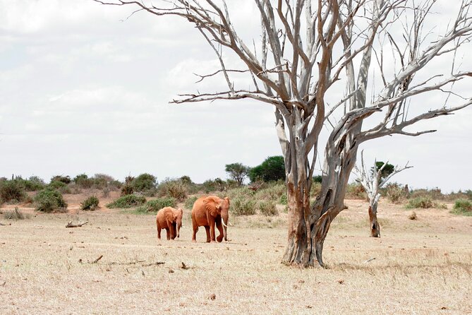 3-Day Tsavo East and Tsavo West Safari - Lodges and rest breaks: Ashnil Aruba and Kilaguni Serena comfort