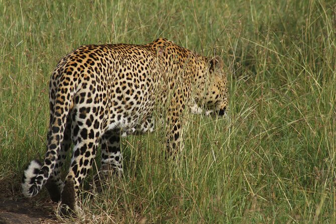 3-Day Tsavo East and Tsavo West Safari - Guides that matter: how John, Patrick, Anthony, and Edward shape your day