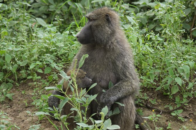 3-Day Tsavo East and Tsavo West Safari - Price and included costs: what you are really paying for