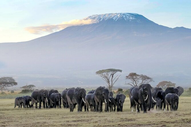 3 Days 2 Nights Amboseli National Park Tour - Day 3: morning drive out, en-route game viewing, back to Nairobi for lunch