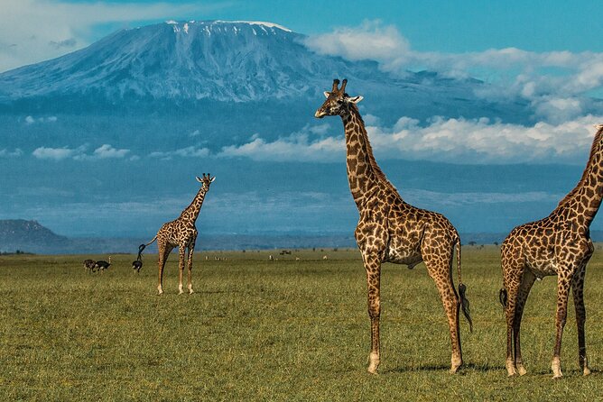 3 Days 2 Nights Amboseli National Park Tour - Your packing and timing checklist for a 7:00 am safari