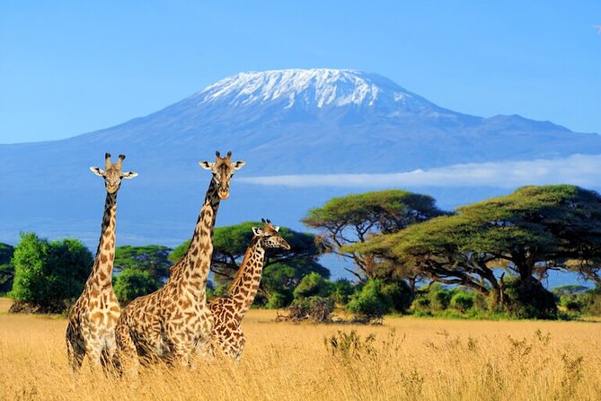 3 Days 2 Nights Amboseli Safari - Drivers and guides: the part that can make or break the day