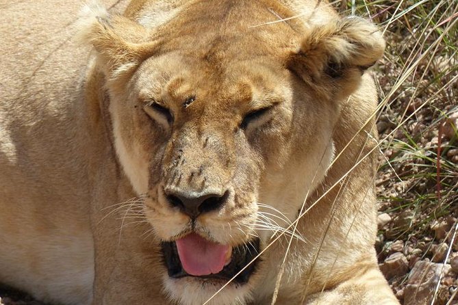 3 days 2 nights budget group safari to Maasai Mara National Reserve - Getting to the reserve: pickup timing and the Rift Valley viewpoint