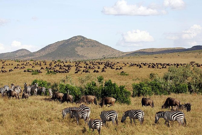 3 days 2 nights budget group safari to Maasai Mara National Reserve - Day 2: full-day Big Five searching plus radio coordination
